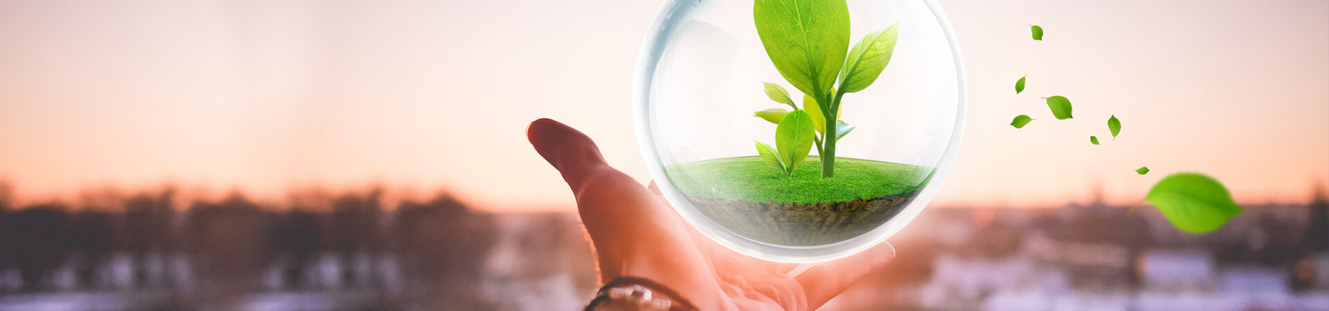 扬热燃气樱花草视频在线观看完整版系列